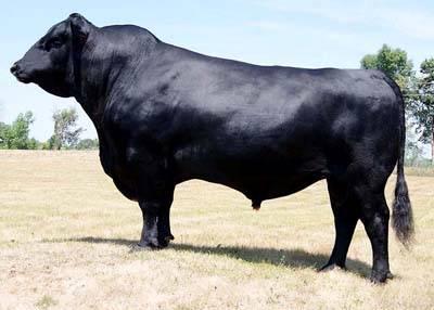 GF SON IN LAW 4Z ANGUS - ZAI 060 Mytty In Focus S A V Net Worth 4200 Vin-Mar Focus In 8847 Tambri Blackbird 4X Baldridge Erroline S216