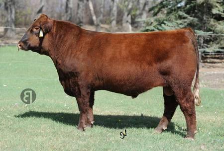 GF INNER STRENGTH 30Z NEW! ANGUS -.