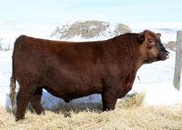 RED SIX MILE GRAND SLAM 130Z NEW! RED ANGUS - ZAI 061 Red VGW Game Plan 508 Red SSS Bucc 30U Red VGW Game Plan 816 Red Six Mile Rebecca 21