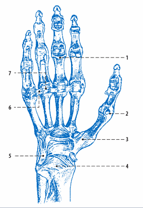 6 FUNKCE RUKY PŘI PSANÍ RUČNÍHO PÍSMA 6.1 Anatomie ruky 18 Kosti: klíční, lopatka, kost pažní, loketní, vřetení, kost zápěstní, záprstní a článků prstů.