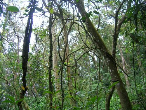 dřeviny, liány, kapradiny) při pobřeží mangrovníky fauna: stromový
