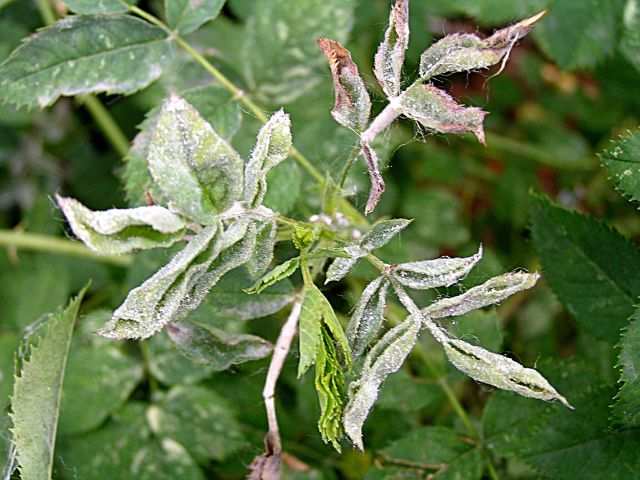 ROSA - padlí Příčina: houba Sphaerotheca pannosa var.