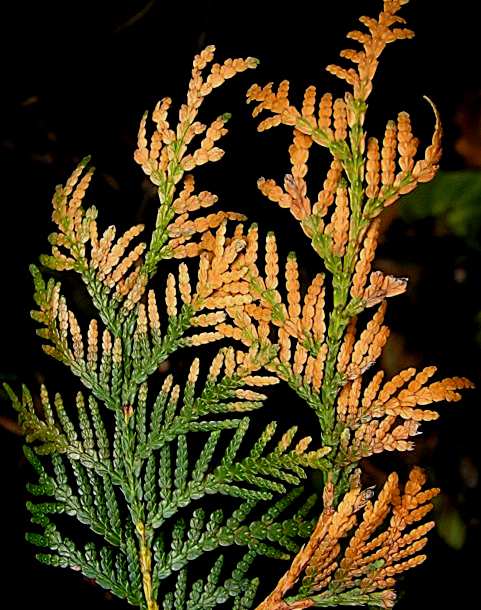 THUJA -