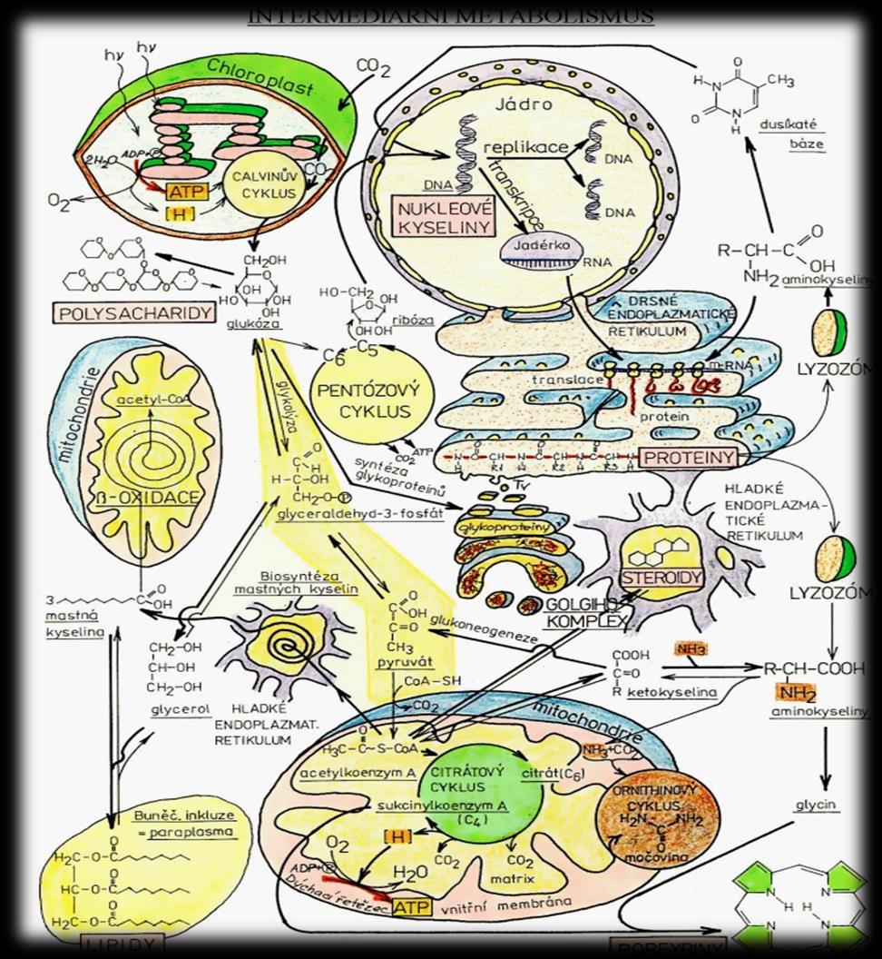 Biochemie Zkoumá