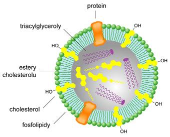 Stavba lipoproteinů má v podstatě ve všech třídách stejnou strukturu v jádru se nacházejí nepolární lipidy (triacylglyceroly, estery cholesterolu) a jádro je Schématické znázornění lipoproteinů