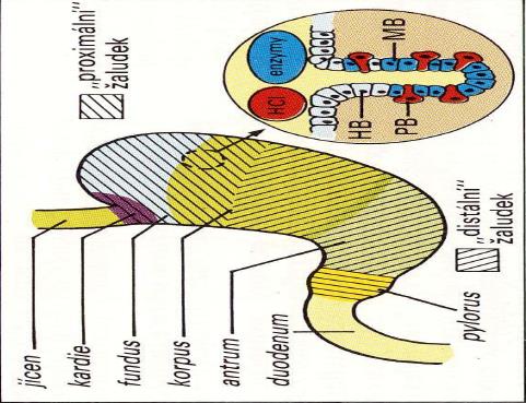 Laboratorní testy (klinickobiochemická vyšetření poruch u GIT) V principu rozeznáváme dva typy testů testy sledující funkční schopnost příslušných orgánů produkovat trávicí šťávy testy ukazující
