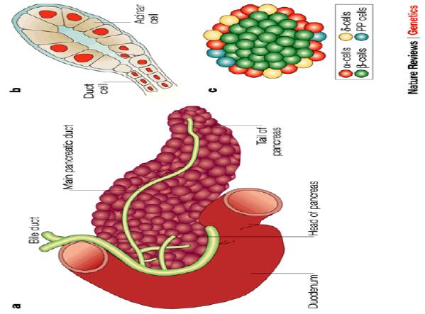 Možnosti potvrzení nálezu mikroba na povrchu žaludeční sliznice mikroskopie biopticky získaného materiálu průkaz ureázové aktivity v biopticky získaném vzorku žaludeční sliznice: močovina v kyselém