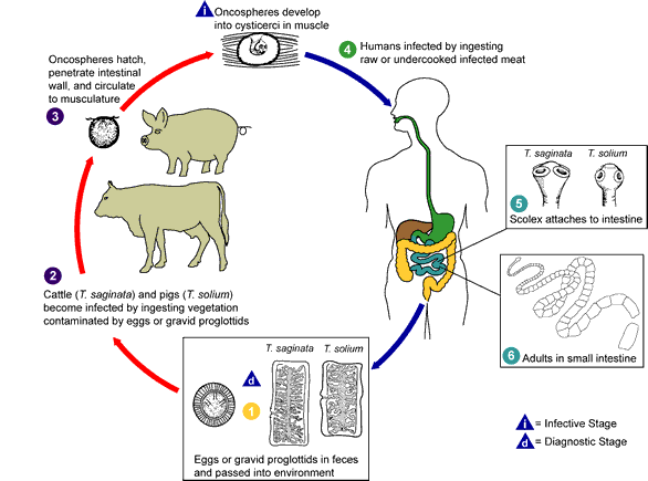 Tasemnice (Taenia saginata (tasemnice bezbranná) a Taenia solium(tasemnice dlouhočlenná) Lidé jsou jedinými konečnými hostiteli.