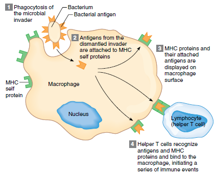 HLA - human leukocyte antigens - Třída I a II major histocompatibility complex (MHC) genů kóduje HLA - HLA I.