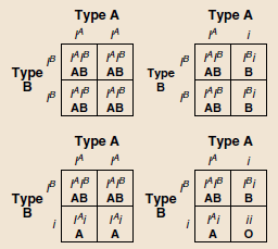 Krevní skupiny - Kodominance = rozdílné alely genu exprimované u heterozygota - AB0 skupiny = povrchové skupiny na erytrocytech (antigeny, aglutinogeny) = proteiny zapuštěné do membrány se sacharidy