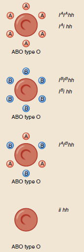 Krevní skupiny Epistase = jeden gen maskuje či jinak ovlivňuje expresi jiného genu
