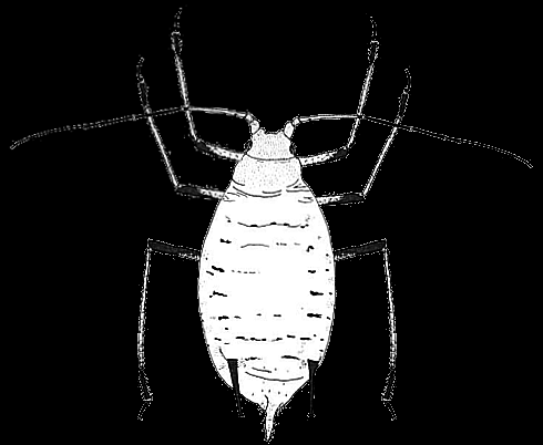 Perokresba: Heie O. E.; upravil: Fryč. D Sitobion avenae (Fabricius, 1775) - kyjatka osenní Velikost těla 2-3,3 mm, zelené zbarvení.