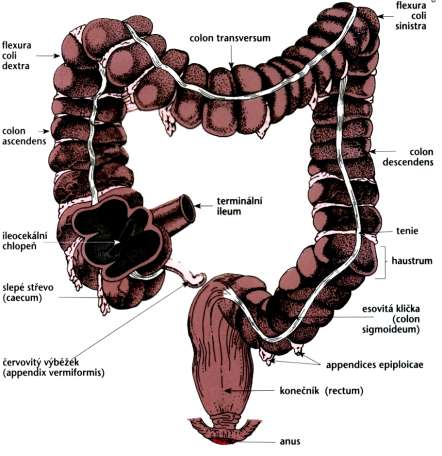 chlopní brání návratu obsahu zpět do tenkého střeva délka cca 1,5 m funkce tlustého