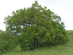 Dub pýřitý neboli šípák je zpravidla nízký strom (do 15 m), na extrémních stanovištích i velmi zakrslého až
