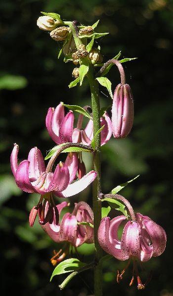 Kavyl sličný lilie zlatohlávek Kavyl je rodu trav, tedy z čeledi lipnicovitých. Jedná se o vytrvalé byliny. Jsou trsnaté. Stébla dorůstají výšek zpravidla 10-90 cm.