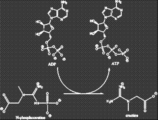 Rychlá regenerace ATP Kreatinkinasa, svaly ATP + H 2 O = ADP + Pi ΔG 0 = - 30,5 kj.mol -1 Kooperace s ATP Kr-P + H 2 O = Kr + Pi ΔG 0 = - 43,1 kj.