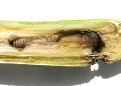Zavíječ kukuřičný škodlivost Škody způsobené zavíječem na kukuřici jsou dvojího typu: a) přímé žír housenek ve stéblech a palicích oslabuje rostlinu, poškozuje palici, dochází ke nižšímu výnosu zrna