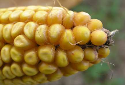 Zavíječ kukuřičný škodlivost b) nepřímé škody kukuřice poškozená žírem housenek je následně napadána houbovými chorobami, převážně druhy rodu Fusarium, které jsou producenty mykotoxinů mykotoxiny