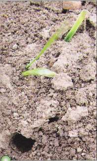 Hrbáč osenní - škodlivost a ochrana hlavní škody na jaře, kdy poškodí jedna larva asi 25 mladých rostlin škody lokální jižní Morava a několik lokalit v Čechách hospodářské škody hrozí v místech