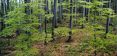 1. Les jako zdroj dřeva Témata přednášek Cíl tématu: Po prostudování tématu budete schopni: Vysvětlit pojem les, hospodářský les a objasnit, jaká je skladba dřevin v našich lesích.