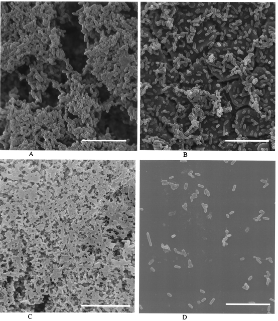 Kmen 39503 - vysoká tvorba biofilmu na nerezové plošce - A, na PVC - C.