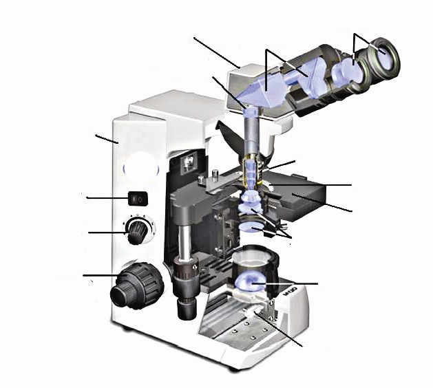 Jaký je rozdíl mezi binokulárním mikroskopem a stereomikroskopem?