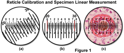 Postup při měření délky, šířky či průměru mikroskopických objektů 1.