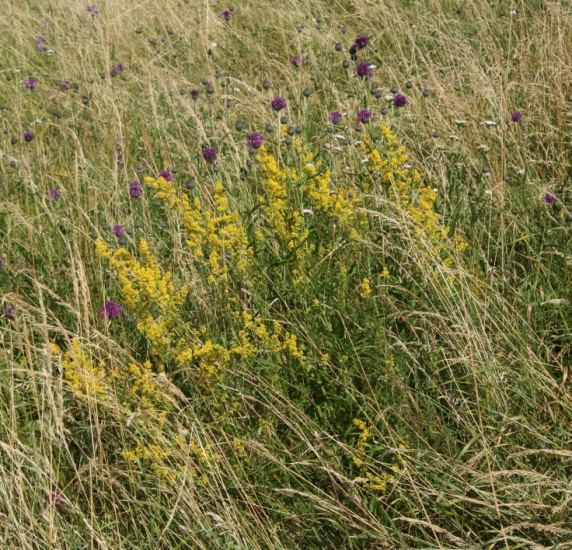 porosty s variabilním floristickým složením indikuje skupina Dg druhů: Agrimonia Festuca rupicola horní hrana PP Kamenárka eupatoria, Anthyllis vulneraria, Brachypodium pinnatum, Bromus erectus,