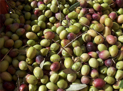 Olivovník evropský Olivovník evropský je strom z čeledi olivníkovité. Pochází z Asie a Afriky, avšak dnes se s ním běžně setkáme ve středozemních oblastech Evropy.