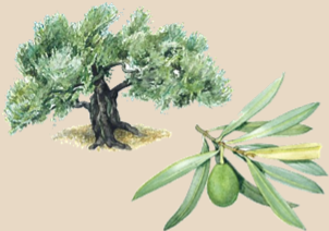 Správně doplň a odkrytím zkontroluj. Olivovník evropský Olivovník evropský je strom z čeledi olivníkovité. Pochází z Asie a Afriky, avšak dnes se s ním běžně setkáme ve středozemních oblastech Evropy.