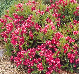 17/8 Berberis thunbergii Atropurpurea - dřišťál Thunbergův červenolistý Hustě zavětvený keř, výška 1,5 3 m. Listy purpurově červené.