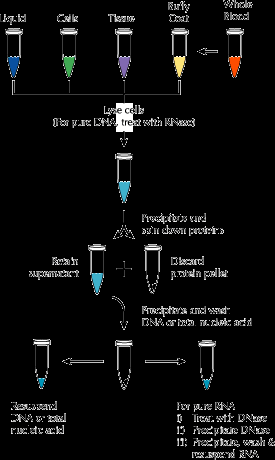 Obr 7 Schema izolace DNA pomocí sady MasterPure DNA and RNA Purification Kit. zdroj:epicentre Biotechnologies Kvalitu izolované DNA měříme spektrofotometricky.