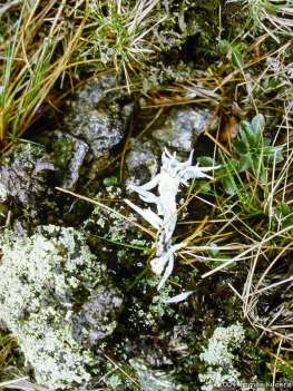 Lišejníková tundra Thamnolia vermicularis šídlovec kůstkovitý Sněžka - kamenné