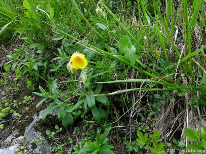 Sudetské kary Velká kotlina A5 Skalní vegetace sudetských karů (8220) Svaz Agrostion alpinae: Saxifrago paniculatae-agrostietum alpinae, Hedysaro hedysaroidis-molinietum, Saxifrago