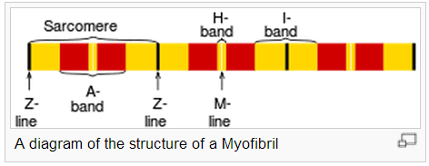 může být dlouhá jako celý sval) -> myofibrily -> filamenty (tenké=hlavně aktin,