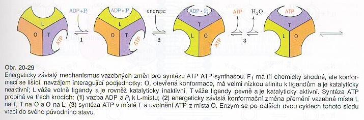 ATP synthasa