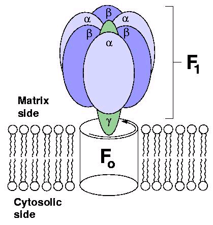 (F0F1ATPasa)