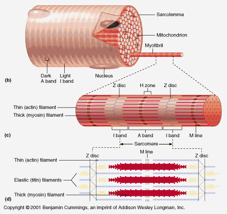 Myofibrila kontraktivní elementa +