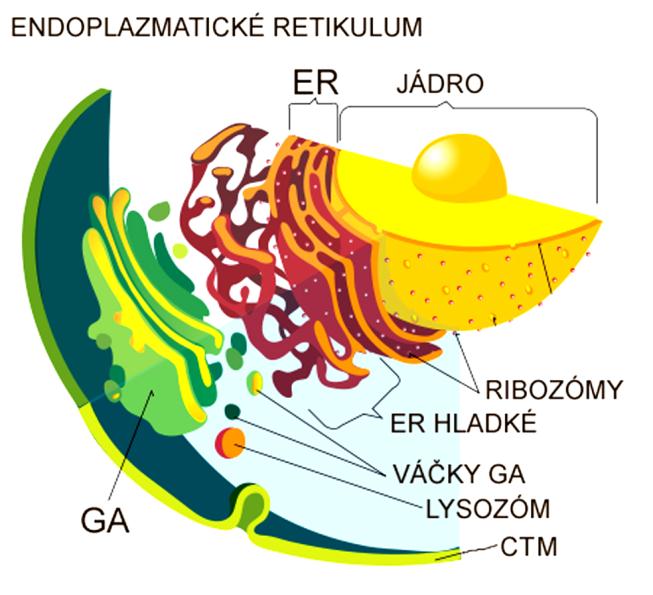 Rovnice dýchání je prakticky opakem fotosyntézy: C 6 H 12 O 6 + 6O 2 ------------- 6CO 2 + 6H 2 O + MOLEKULY ATP Mitochondrie mají dvojitou membránu Nachází se ve všech živých buňkách.