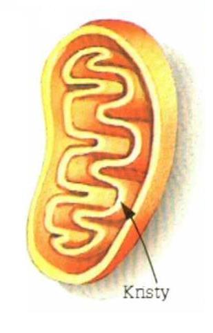 a) mitochondrie Struktura buněk Cytoplazmatické struktury -centrum energetické činnosti