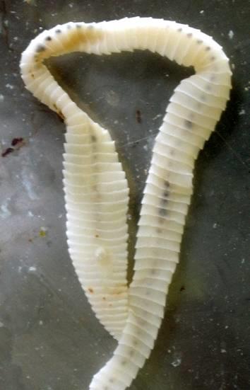 Ligula intestinalis řemenatka ptačí (štěrbinovka), dva mezihostitelé buchanky a ryby, velikost cca 10 cm, nebývá pevně přichycená (skolex příchytné rýhy).