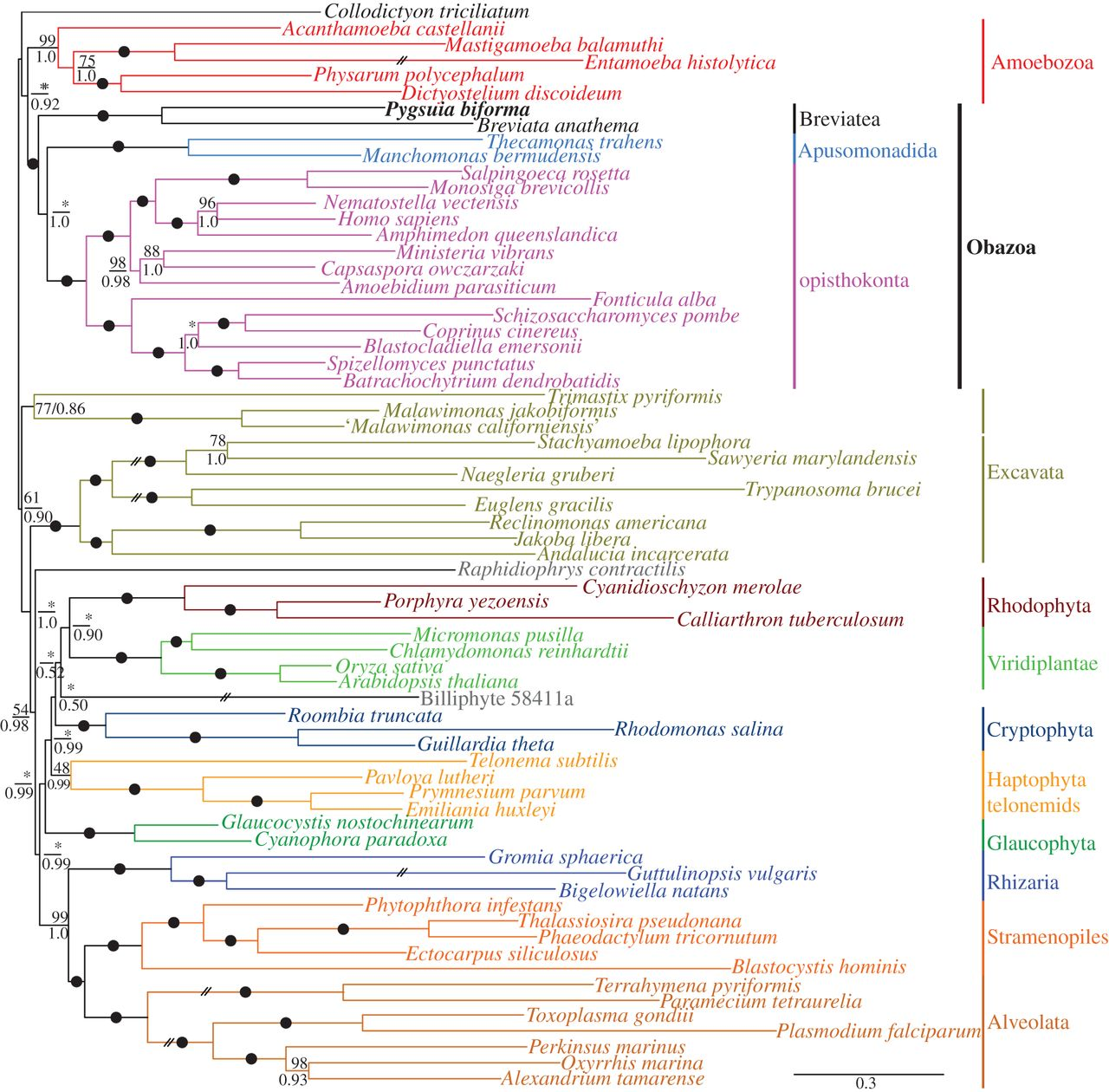 Putting orphan eukaryotic lineages in place 159