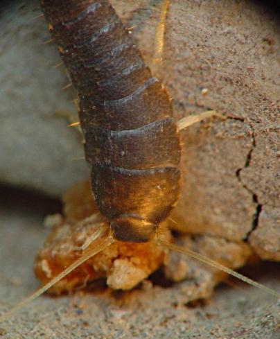 Rybenka obecná (Lepisma saccharina) Biologie: stříbřitě zbarvený hmyz se 3 dlouhými