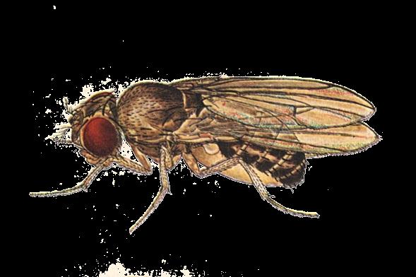 Octomilky (Drosophila) Biologie: na světě jich existuje kolem 2000
