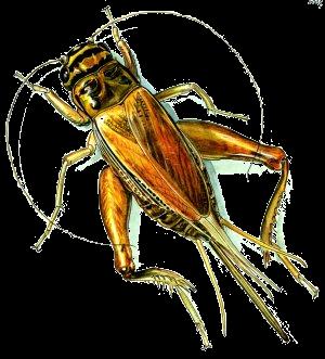 Cvrček domácí (Acheta domesticus) Biologie: dospělec je žlutavě až šedavě
