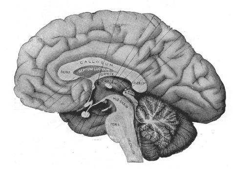 Mozek V hlavě nosíme půl kilogramu zvrásněné hmoty, která kontroluje každou jednotlivou věc související s naší činností.