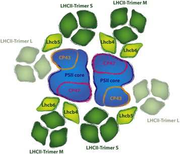Změny v LHCI a II při přechodu na vyšší ozářenost může se připojit LHCII konformační změny (ph), modifikace xantofylů, fosforylace