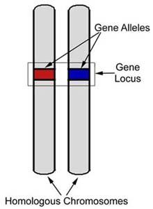 Základní pojmy gen = jednotka dědičnosti, sekvence DNA nutná k produkci funkčního produktu (protein, RNA) lokus = pozice na chromozomu obsazená genem alela = jedna z alternativních verzí genu, která