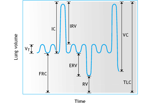 Plicní objemy Vt- dechový objem cca 500ml IRV- inspirační rezervní objem 2-3L ERV-exspirační rezervní objem 1,5 L RV reziduální objem 1,5L FRC