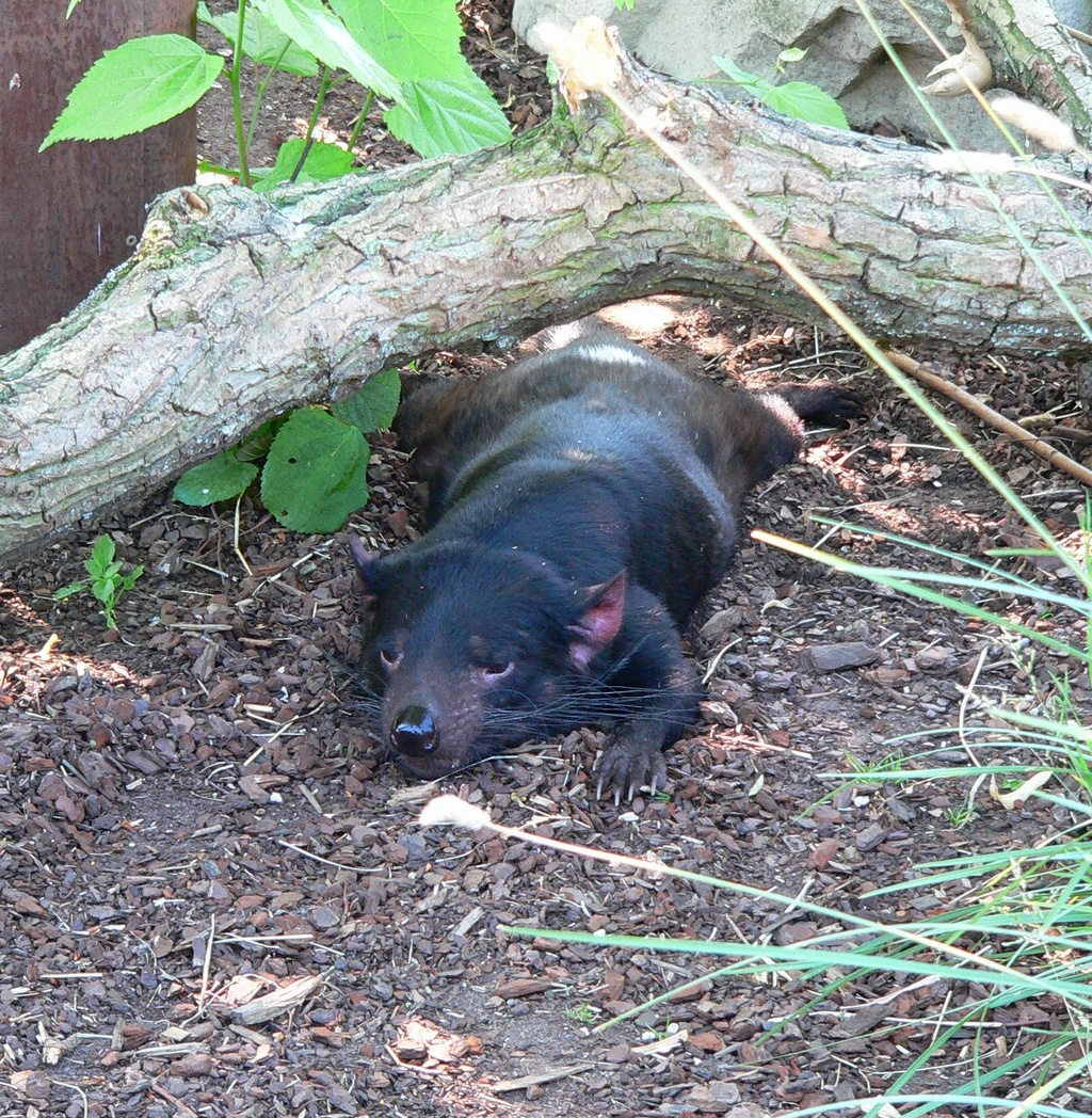www.vertebratus.cz www.facebook.